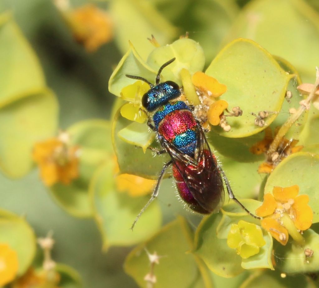 Chrysididae. Chrysis?